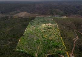 Pre 1951 Off-Grid Estate with 15 Hectares in the Algarve Countryside
