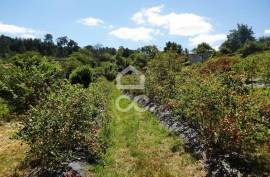 Agricultural Farm in Alcafache