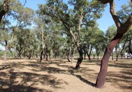 Property with 27 hectares, forested with cork oaks, in Abela – Santiago do Cacém