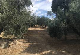 500 Olivos Rural Idyll Country House