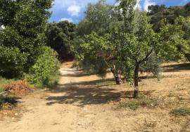 500 Olivos Rural Idyll Country House