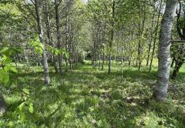 House in a thousand trees