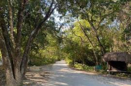 THE OPPORTUNITY TO LIVE IN THE JUNGLE IS NOW | LAND IN PUEBLO SACBE | PLAYA DEL CARMEN