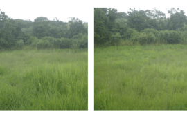 Excellent Plot of land for sale in Saint George