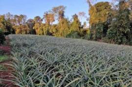 Farm for sale a property of 171 has - 13127