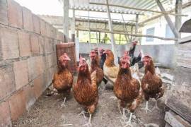 Azienda 17 ettari di palmito - BRA12Pupunia