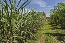Azienda 17 ettari di palmito - BRA12Pupunia