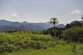 Azienda 17 ettari di palmito - BRA12Pupunia