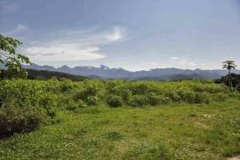 Azienda 17 ettari di palmito - BRA12Pupunia