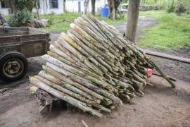 Azienda 17 ettari di palmito - BRA12Pupunia