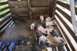 Azienda 17 ettari di palmito - BRA12Pupunia