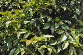 Azienda 17 ettari di palmito - BRA12Pupunia