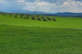 SI1783- Terreno agricolo in dolce collina di 22,50 ettari con oliveto