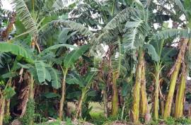 Estate With Commercial Building and Multiple land plots For Sale on Siargao Island