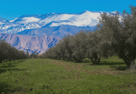 Luxury BEN AKIL RESIDENCE Villas for Sale In Marrakech