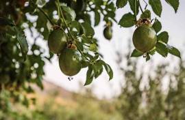 Excellent Stone Villa & Olive Farm For sale in Neapolis Lakonia