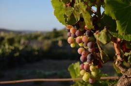 7 room, 123m2 Vineyard for sale in Caux - 895 000 € *