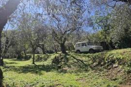 PN1808 - Terreno in collina di 6.600 mq. adibito a oliveto