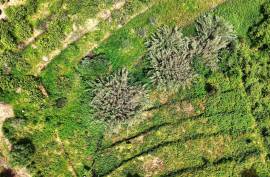 Land for agriculture in Alferce - Monchique