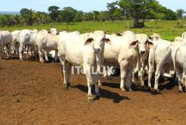 Dual-Aptitude Estate with 1,113 Hectares and Energy Autonomy | Goal, Goiás