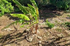 Premier 2-Acre Development Plot Rose Hall Estate Montego Bay Premier 2-Acre Development Plot Rose Hall Estate Montego Bay