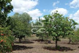 Farm located next to Beja