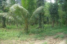 2 Plots of land for Sale in Tortuga and Grande Riviere, Trinidad and Tobago,