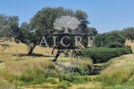 Estate in Terrugem with 115 hectares