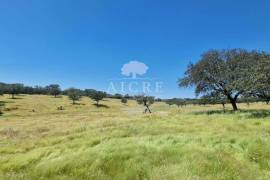 Estate in Terrugem with 115 hectares