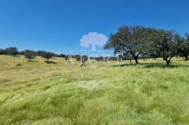Estate in Terrugem with 115 hectares