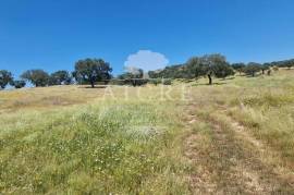 Estate in Terrugem with 115 hectares