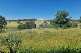 Estate in Terrugem with 115 hectares