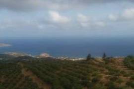 Building plot of 1000m2 with olive trees.