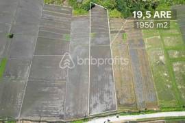 Unveil Tranquility: Expansive Land in Kedungu, Bali – Your Oasis of Possibilities!