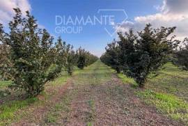 VT1790- Terreno agricolo di 20 ettari coltivato a noccioleto biologico irriguo