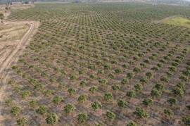Excellent Plot of land Cashew Nut Farm for sale in