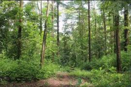 4 Hectares of land for sale in Playa Las Lajas Toledo