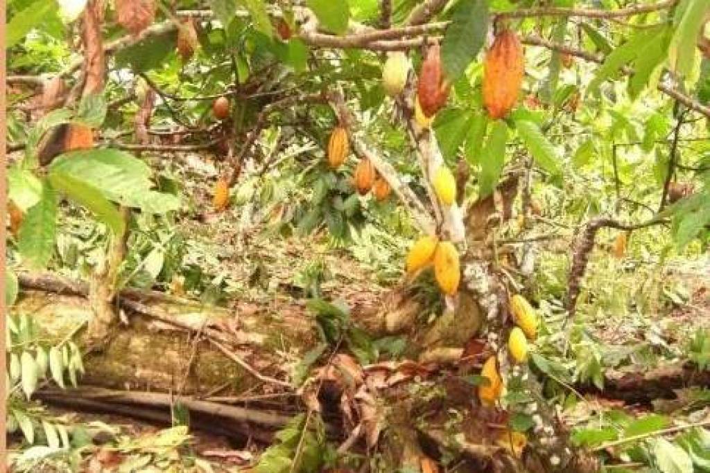 Cocoa paradise in Bahia for sale