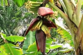 Cocoa paradise in Bahia for sale