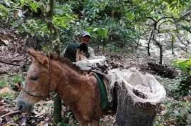 Cocoa paradise in Bahia for sale