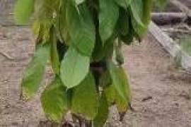 Amazonas fruit farm for sale - LAk-BR-003