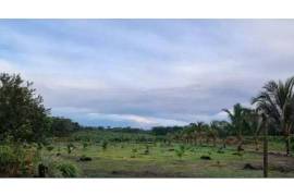 Amazonas fruit farm for sale - LAk-BR-003