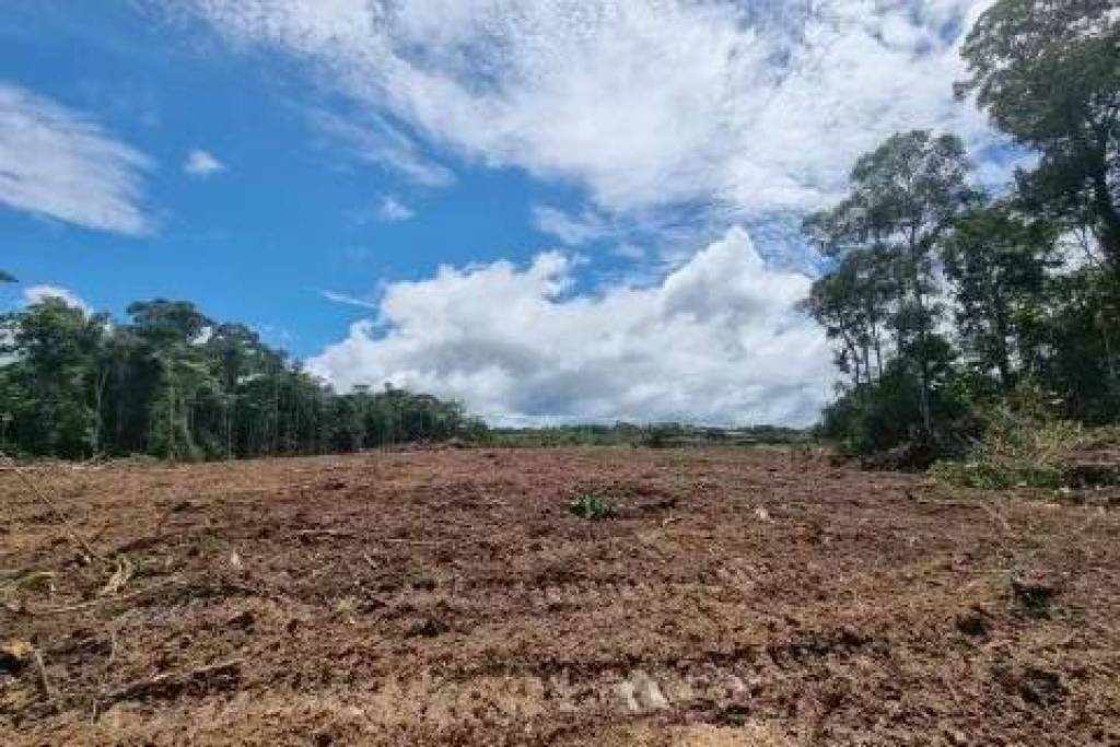 Amazonas fruit farm for sale - LAk-BR-003