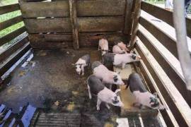Palmito farm 17 hectares for sale - BRA12Pupu