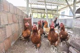 Palmito farm 17 hectares for sale - BRA12Pupu