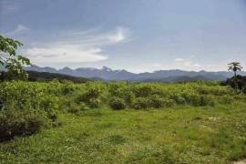 Palmito farm 17 hectares for sale - BRA12Pupu