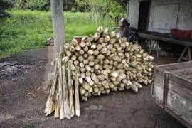 Palmito farm 17 hectares for sale - BRA12Pupu