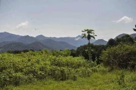 Palmito farm 17 hectares for sale - BRA12Pupu