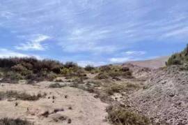 An oasis in the Atacama Desert - bravo-001