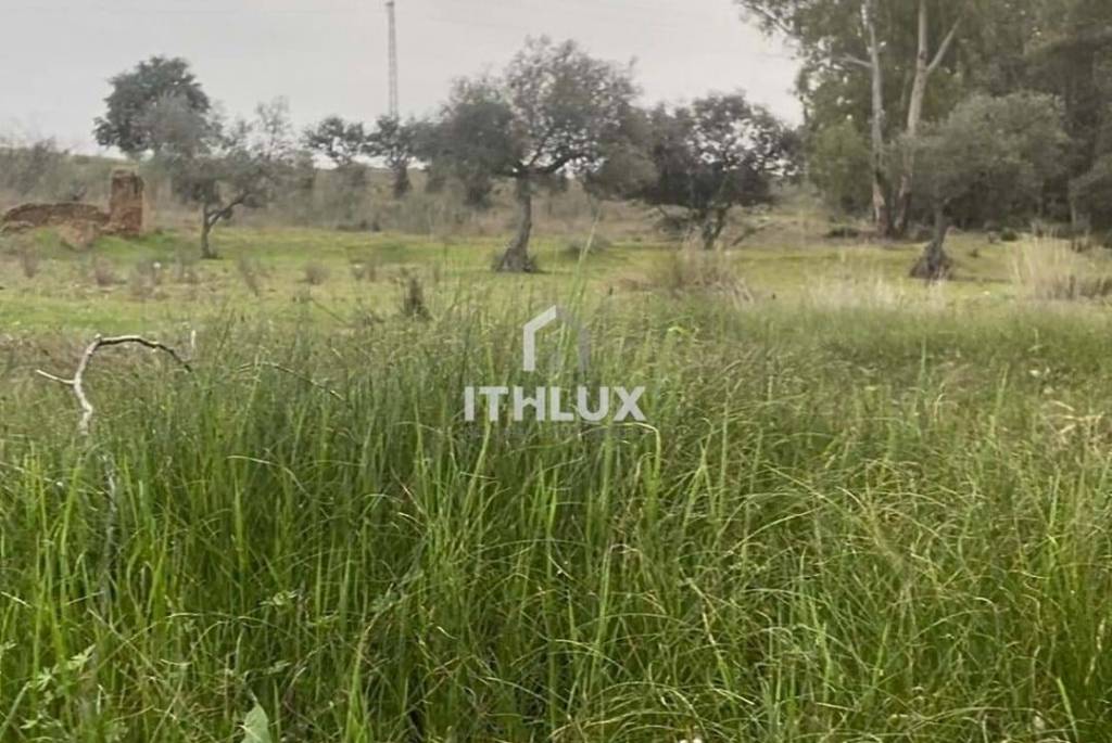 Rustic plot of 9,200m² with 2 wells and natural shade just 5 minutes from Mérida – Unique opportunity in the Venero Industrial Estate
